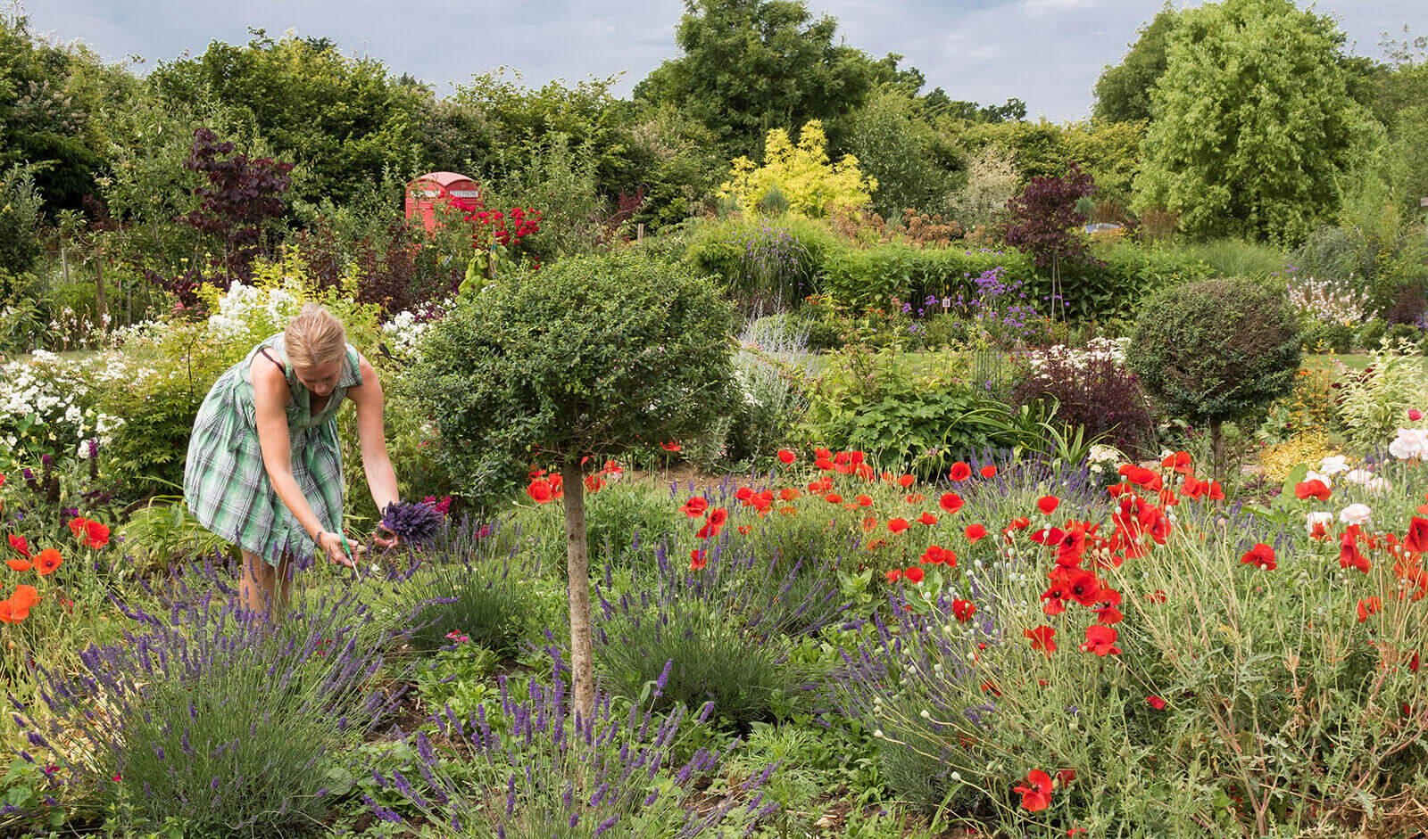 A woman picking up a handful of lavender next to a mixture of flowers and plants at The Cottage Gardens.