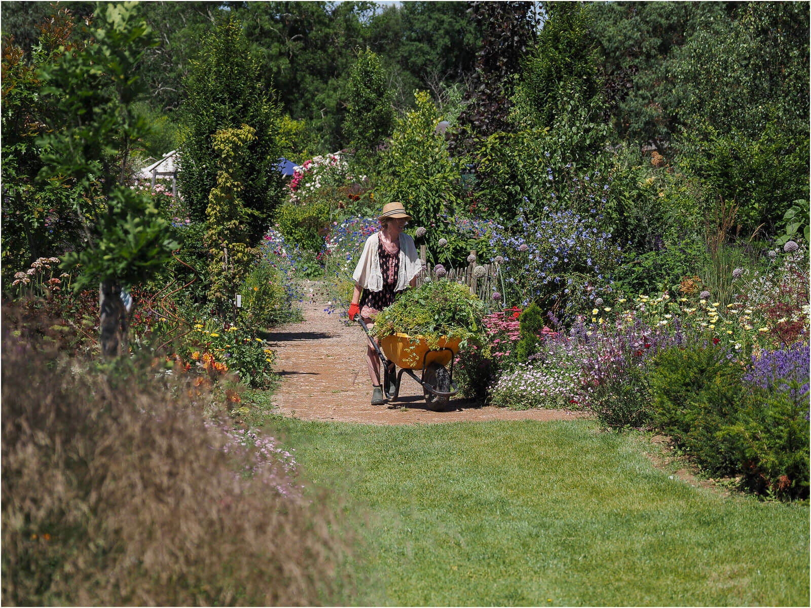 A gardener pushing a wheelbarrow through a mixture of flowers and plants at The Cottage Gardens.